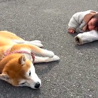 女の子と一緒に犬を散歩中『同時に帰宅拒否』をしてしまい…10日後→『まさかの光景』が100万再生「あまりにも可愛い」「成長感じる」