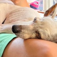 妻が飼っていた犬に『細すぎて気持ち悪い』と言った夫→共に暮らし始めると…嘘のような『まさかの光景』が27万再生「素敵な関係」「ほっこり」