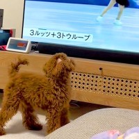 冬季オリンピックの『フィギュアスケート』を見る犬→選手が回ると…影響されすぎた『まさかの光景』が45万再生「素晴らしい演技」と絶賛