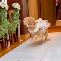 『リングドッグ』として登場した大型犬→元気よく出番を終えたと思ったら…まさかの展開が微笑ましすぎると27万再生「爆速w」「増えてて草」