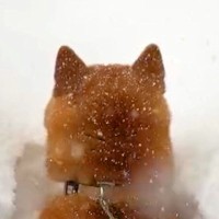 朝、起きたら大雪が積もっていて…犬が自ら埋もれに行った結果→『無謀すぎるダイブ』が愛おしすぎると136万再生「爆笑した」「揚げパンちゃん」