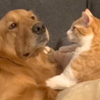 猫パンチされる大型犬→まるで『芸人のツッコミのような状況』が45万再生「トムブラウン忠実に再現されてるｗｗ」「M-1出れるｗ」と爆笑続々
