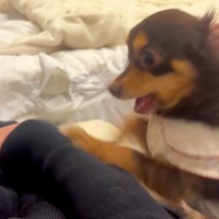 どうしても構ってほしい小型犬→『激しくホリホリしてるな』と思いきや…衝撃的な『急変』が202万再生「目がガンギまってる」「最後反則ｗ」