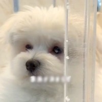 最年長だった『売れ残り犬』を発見→気になって何度も通い…『一生幸せにする』心温まる物語に反響「待ってたんだよ」「出会うべくして出会った」