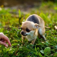 犬の『ハンドシャイ』とは？人の手を怖がってしまう理由や改善方法まで解説