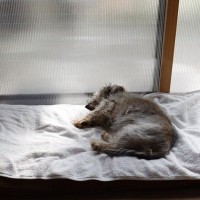 犬が『寝たきり』になるかもしれない病気4つ　歩くことができなくなった場合のケアとは？