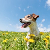 春に注意すべき『犬の熱中症』とは？危険な症状を引き起こした場合の応急処置まで