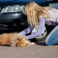 犬が『交通事故』に遭ってしまったら…二次被害を防ぐための適切な手順まで