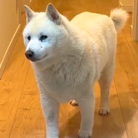 風邪を引いて寝込む男性→『16歳のおばあちゃん犬』が見に来て…人間顔負けな『愛を感じる光景』が41万再生「わかってる」「健気で愛おしい」