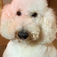 もじゃもじゃの大型犬を『丸刈り』にした結果→自分の姿を鏡を見て…まさかの『人間のような二度見』が9万再生「コントかとｗｗ」「お手本で草」