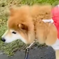 雨の日の散歩、犬のカッパが無かったので『しまむらのレジ袋』を…似合いすぎている『即席雨具』に反響「可愛い…」「爆笑した」