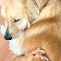 子猫が大型犬を『お母さんだ』と勘違いした結果→背中に乗っかって…あまりにも尊い光景が88万再生「たまらん」「優しいまなざしにほっこり」