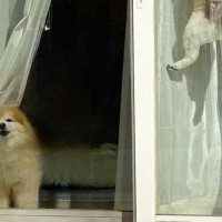 犬2匹をケージに入れ、出かけた結果→ふと窓を振り返ると…驚きを隠せない『衝撃の光景』に10万いいね「身体能力高すぎｗ」「スパイダーポメ」