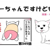 ちーちゃんですけどもっ【第349話】「夜中の徘徊は色々パターンがあるらしい」