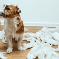 犬が『部屋のモノを壊してしまう』理由5つ　破壊行動の要因や止めさせる方法まで解説