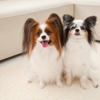 犬に教えておいたほうがいい『しつけ』3つ　ワンコと暮らす上で必ず知っておくべきコマンドとは？