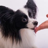 犬が『飼い主の手を舐める』心理4選　やめさせた方がいいの？しつこい場合の対処法まで