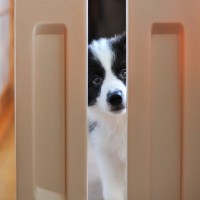 犬は何時間『お留守番』できるの？長時間ひとりにさせた場合のリスクまで解説