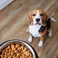 犬に『ごはん』を与えるときの絶対NG行為６選　愛犬の健康を損なうフードの食べさせ方とは？