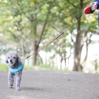 『小型犬に散歩』は必要？適切な頻度や散歩に行かないと起こり得るリスクまで