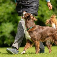 『人が好きな犬』に育てる方法5つ　フレンドリーなワンコの共通点や社会化の注意点まで