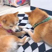 ヒーターの前を弟に取られたお兄ちゃん犬→特等席を巡った『愉快な争い』が可愛いと11万再生「パンチ炸裂してて草」「爆笑しちゃったｗ」と絶賛
