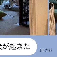 在宅で働く夫から届く『犬LINE』→思わず笑顔になる『平和な報告』に6万いいね集まる「夫さん神すぎるわ」「仕事の疲れ吹き飛ぶ」と絶賛