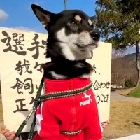 『犬の運動会』に参加し、張りきっている犬→いざ競技が始まると…想定外な『まさかの展開』が13万再生「期待を裏切らない結果ｗ」「さすが」