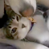 『道端でうずくまっていた子猫』を保護→大型犬が暮らす家にお迎えしたら…種族を超えた尊い光景が12万再生「最強ボディーガード」「幸せそう」