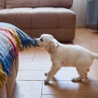 犬を飼ってから思う『5つの大変なこと』事前に知っておくべき理想と現実とは？