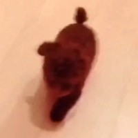 『本当に同じ犬…？』小さくて可愛らしい子犬→10年後の現在は…『衝撃的な変化』が102万再生「面影なさすぎて草」「誰かわからんｗｗ」