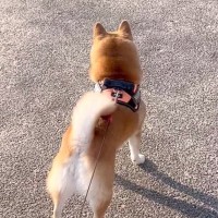 『初恋の男性』を見つけた犬→気が付いた瞬間に…『大好きが溢れている光景』が22万再生「どうにも止まらない」「乙女」「凄いダッシュｗ」