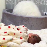 赤ちゃんを全力で寝かしつけようとするサモエド犬→まさかの『斬新な方法』が80万表示「頑張ってて尊い」「頑張れお姉ちゃん！」エールの声も