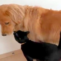 猫に遊びに誘われた大型犬→嬉しさが隠しきれなくて…思わずニヤけてしまう『尊い光景』が96万表示「幸せ伝わってくる」「可愛すぎ」と悶絶
