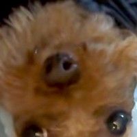 犬の散歩をしていたら、突然『大雨』が降ってきて…『まさかの雨対策』が似合いすぎていると反響「ぎゃああああ可愛い」「ぴちょんくんやｗ」