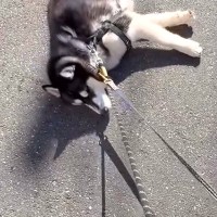 ハスキー犬が『散歩拒否』で動かなくなった結果→呆れた弟犬が…『まさかの光景と結末』に称賛の声「ナイスアシスト」「一生懸命で可愛い」