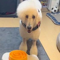ごはんのおかわりを要求する大型犬→お皿に向かって…亭主関白すぎる『まさかの光景』が152万再生「ちゃぶ台返しで草」「はよ出せこらぁ！ｗ」
