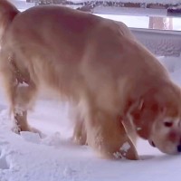 札幌で災害級の大雪→大型犬が外に出た結果…まるで子供のような『愛おしいリアクション』に反響「ピョンピョンしてるｗ」「元気で可愛い」