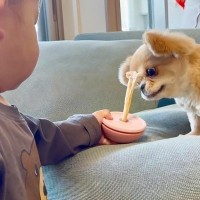 1歳の男の子が『犬のオヤツを取ろうとした』結果→怒るかと思いきや…『まさかの対応』に称賛の声「さすがお姉さん！」「ふたりともいい子」