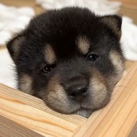 生後30日目の『赤ちゃん子犬たち』→巣箱から脱走をして…とんでもなく尊い『お部屋の大冒険』が12万再生「最高に可愛い」「ムチムチで元気」