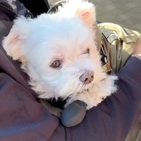 リハビリのため入院中のパパ→ママが『犬を連れて病院に会いに行った』結果…1ヶ月ぶりの『再会の瞬間』に思わず涙「すごく感動した」「強い絆」