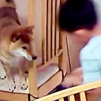 息子が『犬を助けた』と言うので、カメラの録画を確認したら…勇気ある『救出の一部始終』に33万いいね「やだかわいいｗ」「完璧な意思疎通」