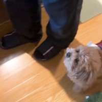 部屋の中を歩くおじいちゃん→犬が隣で『ゆっくり』と…あまりにも尊すぎる『ふたりの歩幅』に反響「守ってる」「足音すら愛おしい」「たまらん」