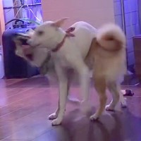 椅子の脚カバーを取り合う2匹の犬→1匹が体の上に乗ってしまい…コントのような『まさかの展開』に爆笑「メリーゴーランドで草」「笑うｗｗ」