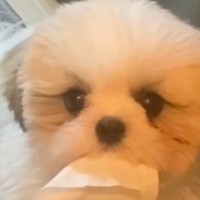 出かける準備をしていたら、犬が『何か』を持ってきて…とんでもなく尊い『気遣い』が47万再生「意味ないけど可愛い」「いらない？って顔ｗ」