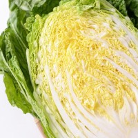 犬に『白菜』を与えても大丈夫？食べさせる前に押さえておきたいポイントまで