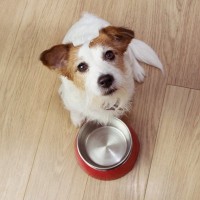 犬が飼い主に『お願いごと』があるときにみせるサイン4つ　要望に対する適切な対応まで