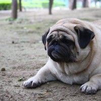 『太りやすい』犬種5選　肥満が引き起こす危険な症状や改善すべき生活習慣まで