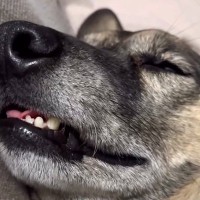 ぐっすり眠っている犬→顔がピクピク動き出して…衝撃的な『寝顔』と『イビキ』がおもしろ可愛いと反響「想像以上で草」「本当に愛おしいｗ」