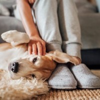 犬があなたにみせる『愛情表現』５選　見逃したくないサインや好かれるためにできることまで
